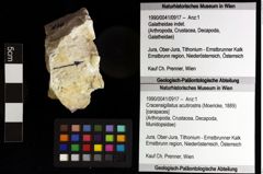 Foto (Objket + Etiketten) von Cracensigillatus acutirostris (Moericke, 1889) 